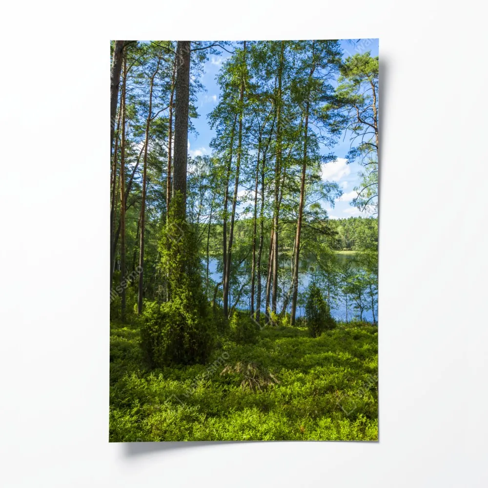 Plakat spokojny las sosnowy nad jeziorem – Wallissimo® Plakat spokojny las sosnowy nad jeziorem – Wallissimo®