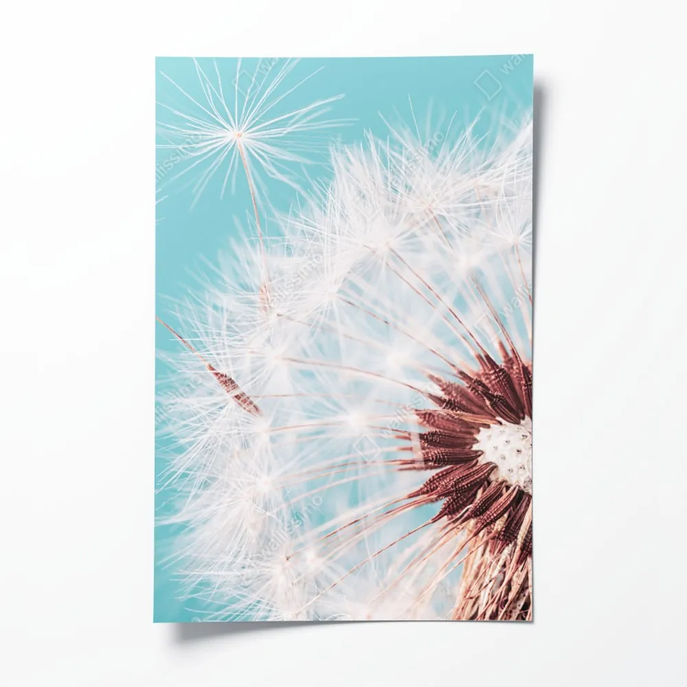 Plakat delikatny dmuchawiec na turkusowym tle – Wallissimo® Plakat delikatny dmuchawiec na turkusowym tle – Wallissimo®