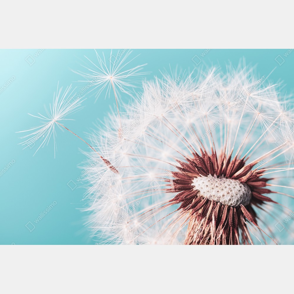 Plakat delikatny dmuchawiec na turkusowym tle – Wallissimo® Plakat delikatny dmuchawiec na turkusowym tle – Wallissimo®