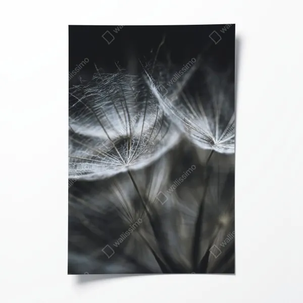 Plakat monochromatyczna stokrotka w zbliżeniu – Wallissimo®