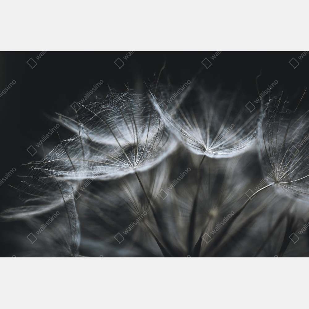 Plakat delikatne nasiona mniszka w monochromie – Wallissimo® Plakat delikatne nasiona mniszka w monochromie – Wallissimo®