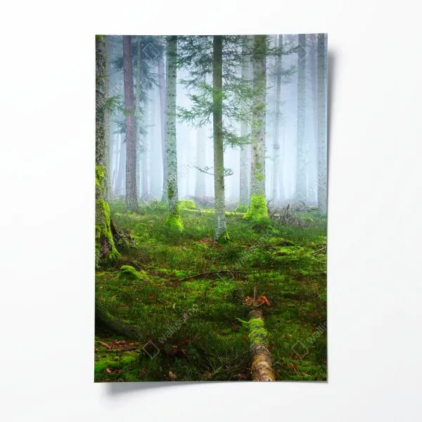 Plakat mglisty las sosnowy z Alzacji