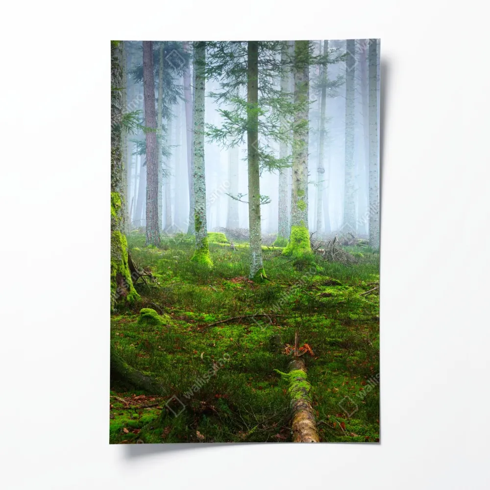 Plakat mglisty las sosnowy z Alzacji – Wallissimo® Plakat mglisty las sosnowy z Alzacji – Wallissimo®