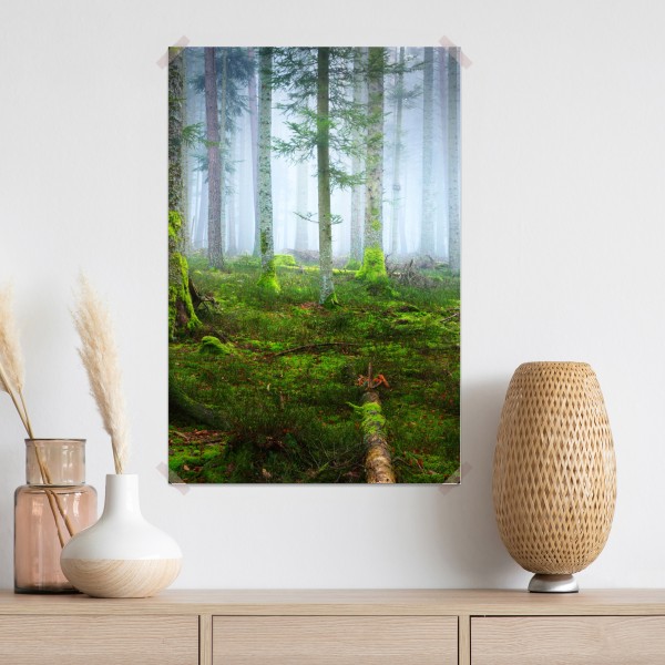 Plakat mglisty las sosnowy z Alzacji – Wallissimo® Plakat mglisty las sosnowy z Alzacji – Wallissimo®