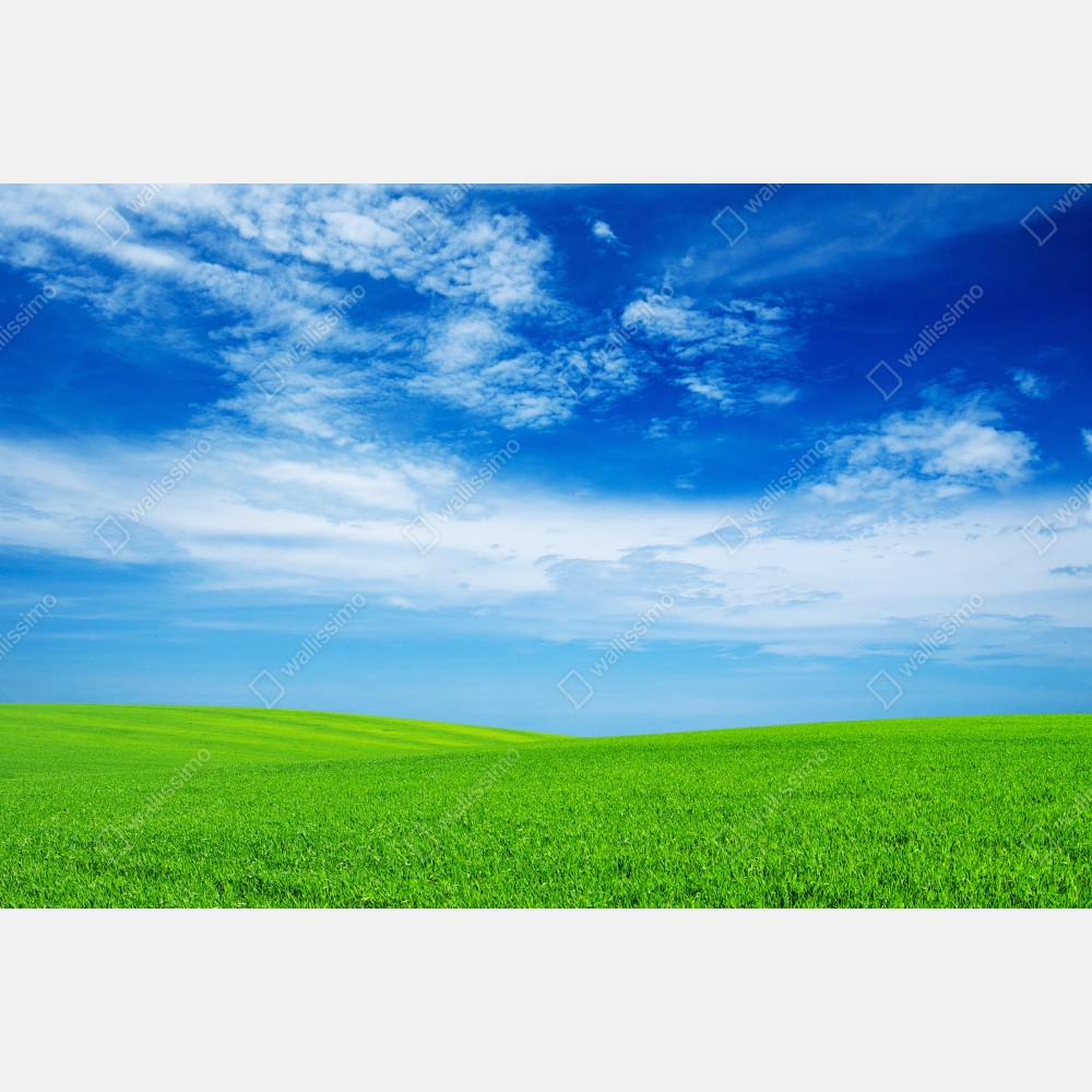 Plakat zielona łąka pod błękitnym niebem – Wallissimo® Plakat zielona łąka pod błękitnym niebem – Wallissimo®