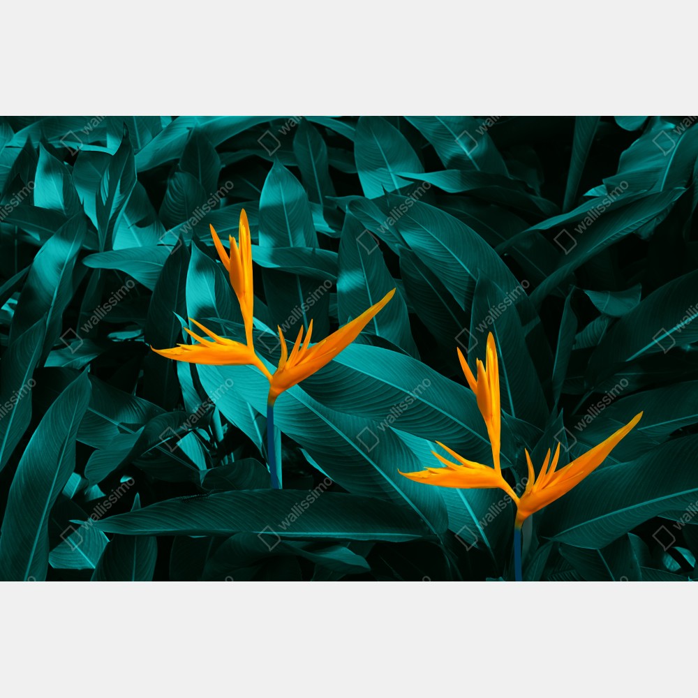 Plakat tropikalna strelicja na turkusowych liściach – Wallissimo® Plakat tropikalna strelicja na turkusowych liściach – Wallissimo®