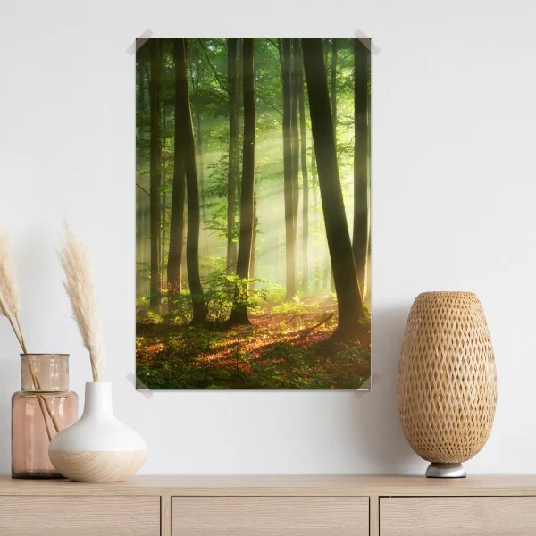 Plakat poranny las skąpany w słońcu