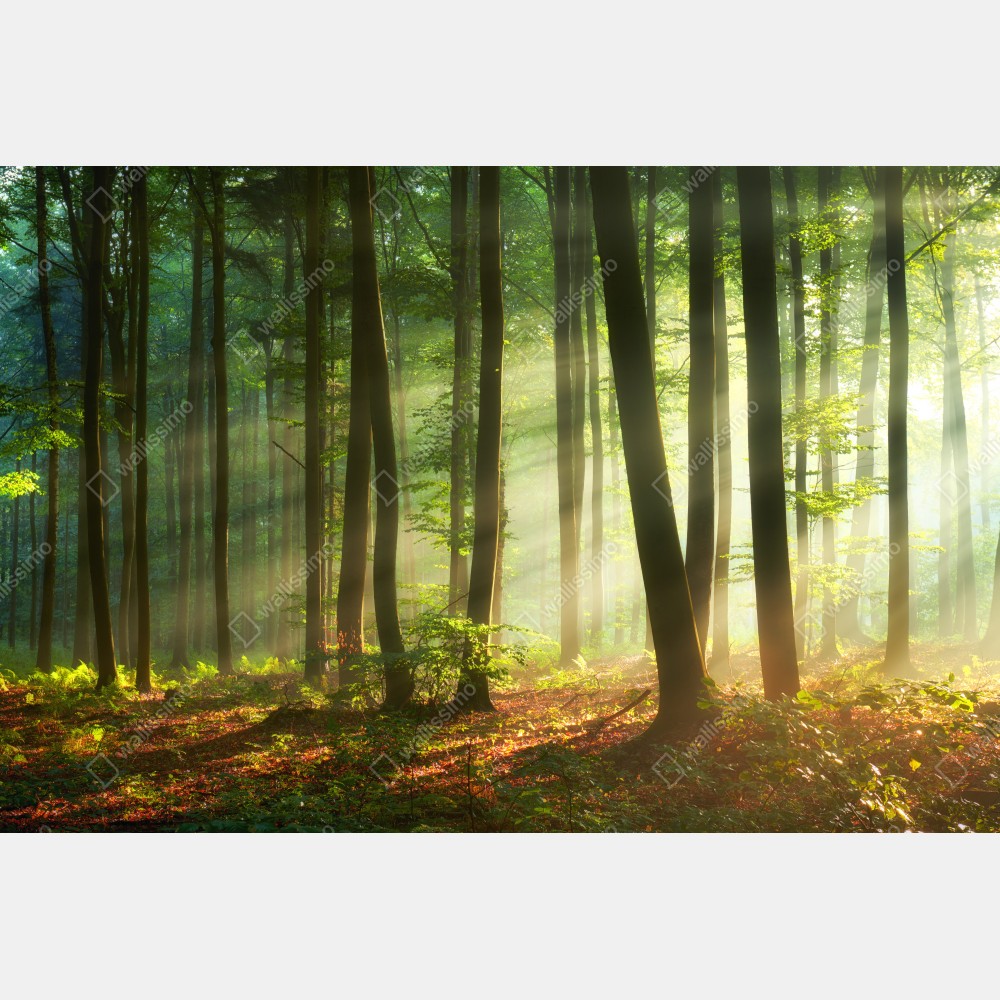 Plakat poranny las skąpany w słońcu – Wallissimo® Plakat poranny las skąpany w słońcu – Wallissimo®