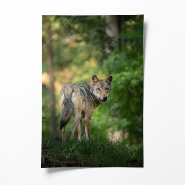 Plakat wilk w leśnej polanie