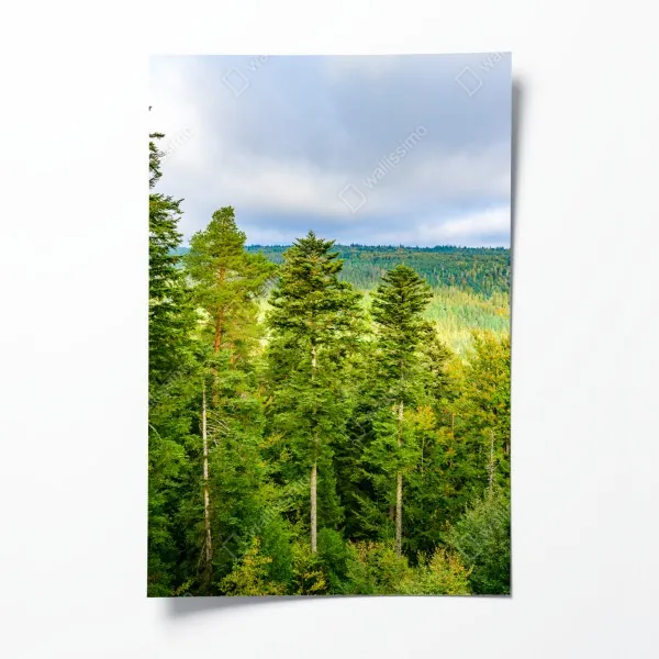 Plakat Czarny Las jesienna panorama drzew