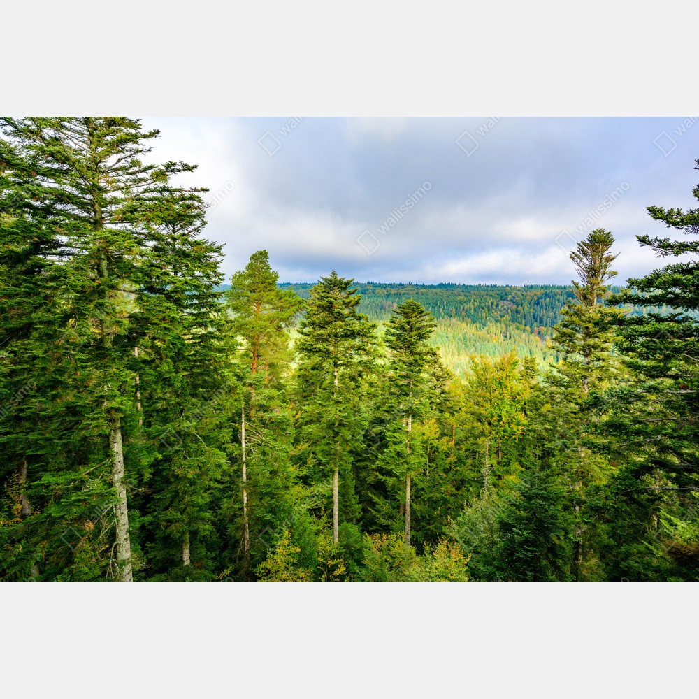 Plakat Czarny Las jesienna panorama drzew – Wallissimo® Plakat Czarny Las jesienna panorama drzew – Wallissimo®