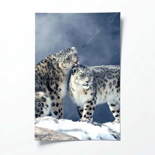 Plakat majestatyczne pantery śnieżne w zimie