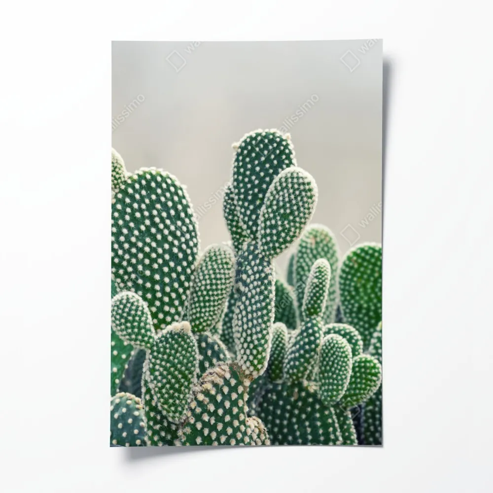 Plakat zbliżenie kaktusa opuncji – Wallissimo® Plakat zbliżenie kaktusa opuncji – Wallissimo®