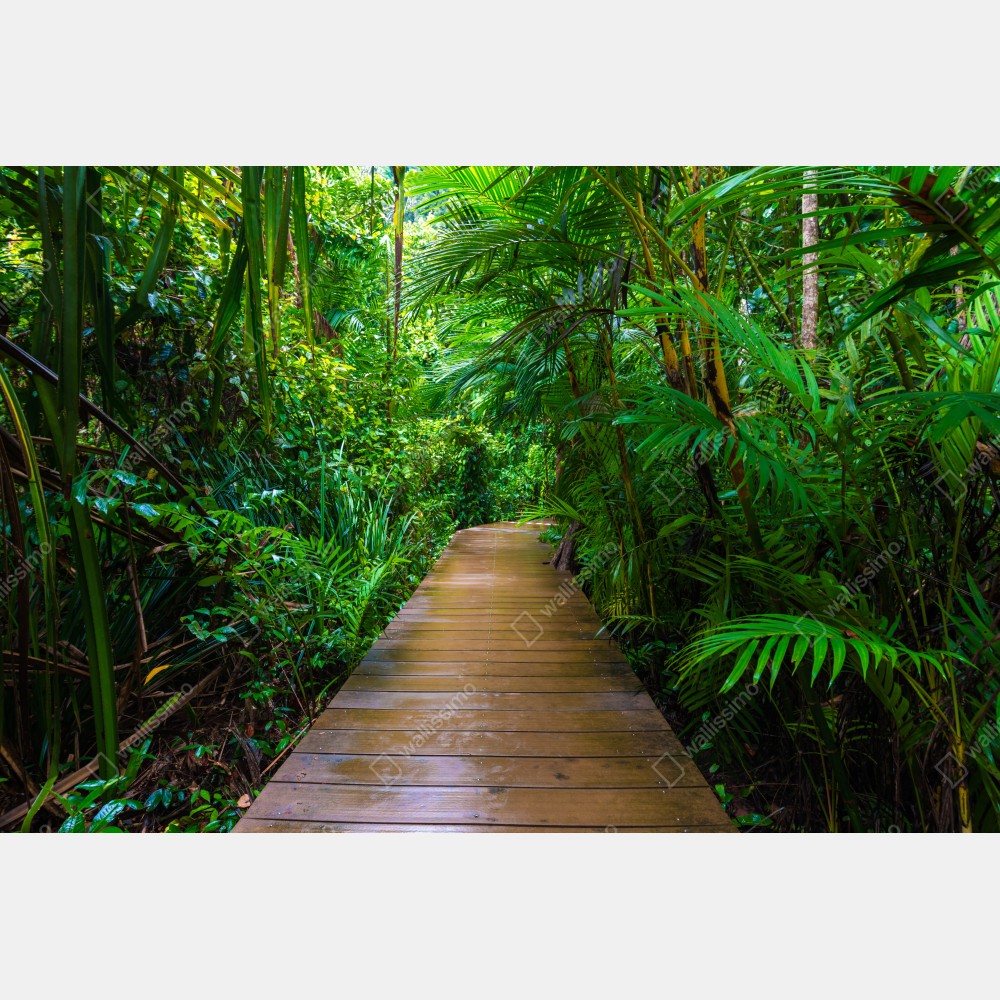 Plakat mangrowa kładka w bujnej zielonej dżungli – Wallissimo® Plakat mangrowa kładka w bujnej zielonej dżungli – Wallissimo®