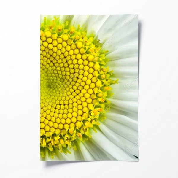 Plakat delikatny dmuchawiec w monochromie – Wallissimo®