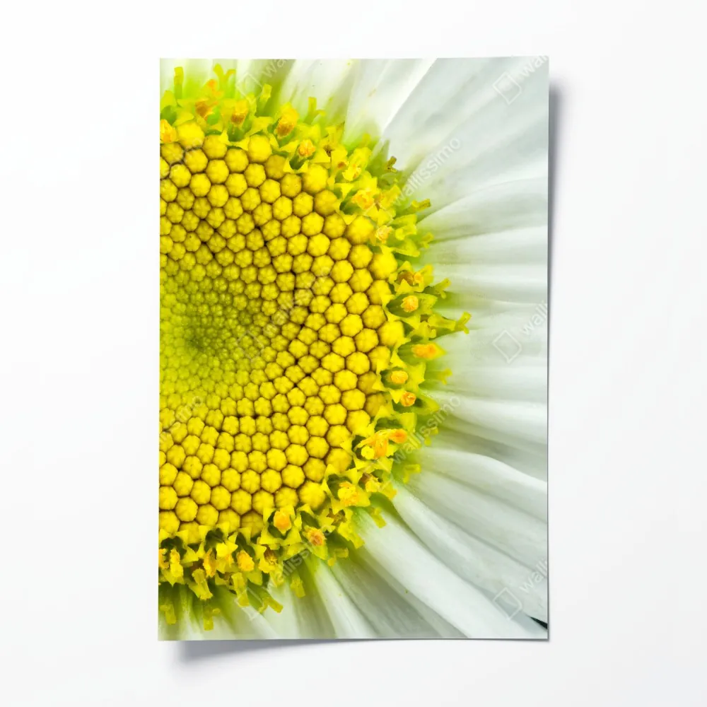 Plakat makro stokrotki w spiralnym wzorze – Wallissimo® Plakat makro stokrotki w spiralnym wzorze – Wallissimo®