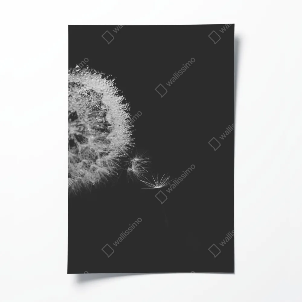 Plakat delikatny dmuchawiec w monochromie – Wallissimo® Plakat delikatny dmuchawiec w monochromie – Wallissimo®