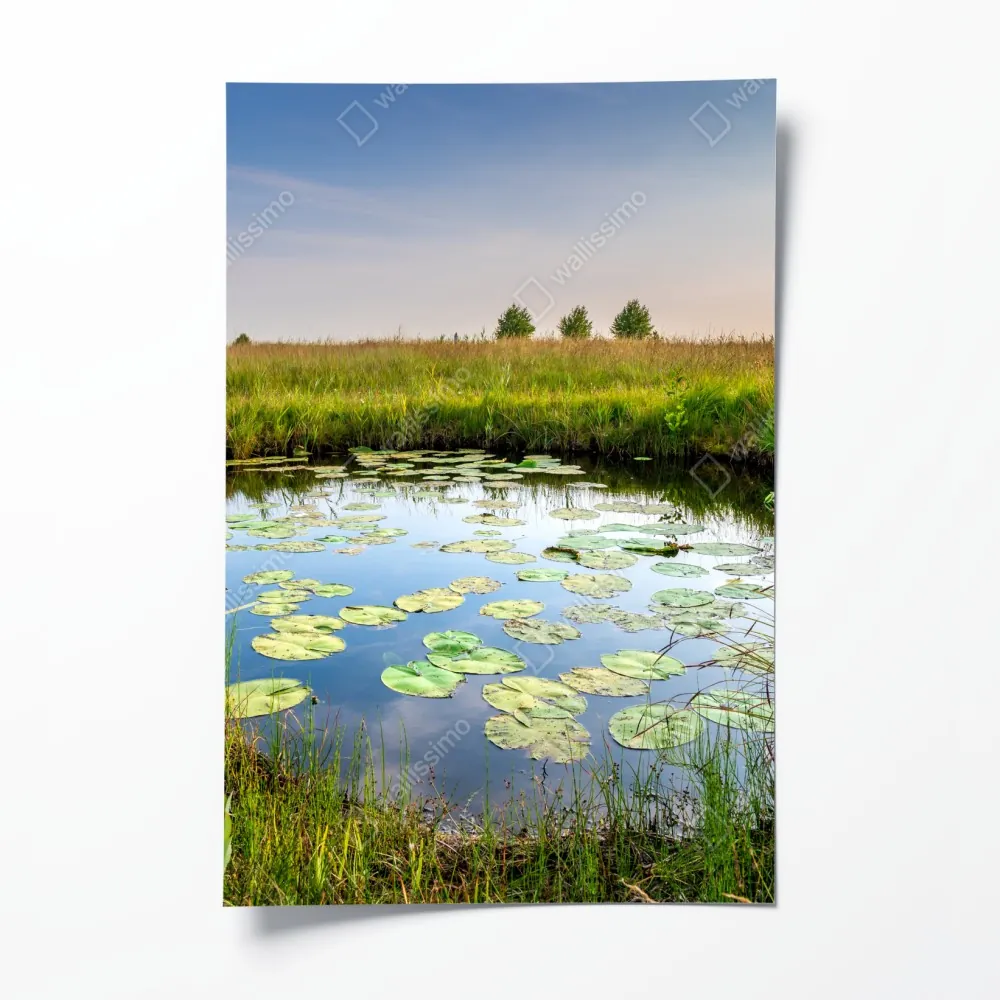 Plakat spokojny staw z grążelami na łące – Wallissimo® Plakat spokojny staw z grążelami na łące – Wallissimo®