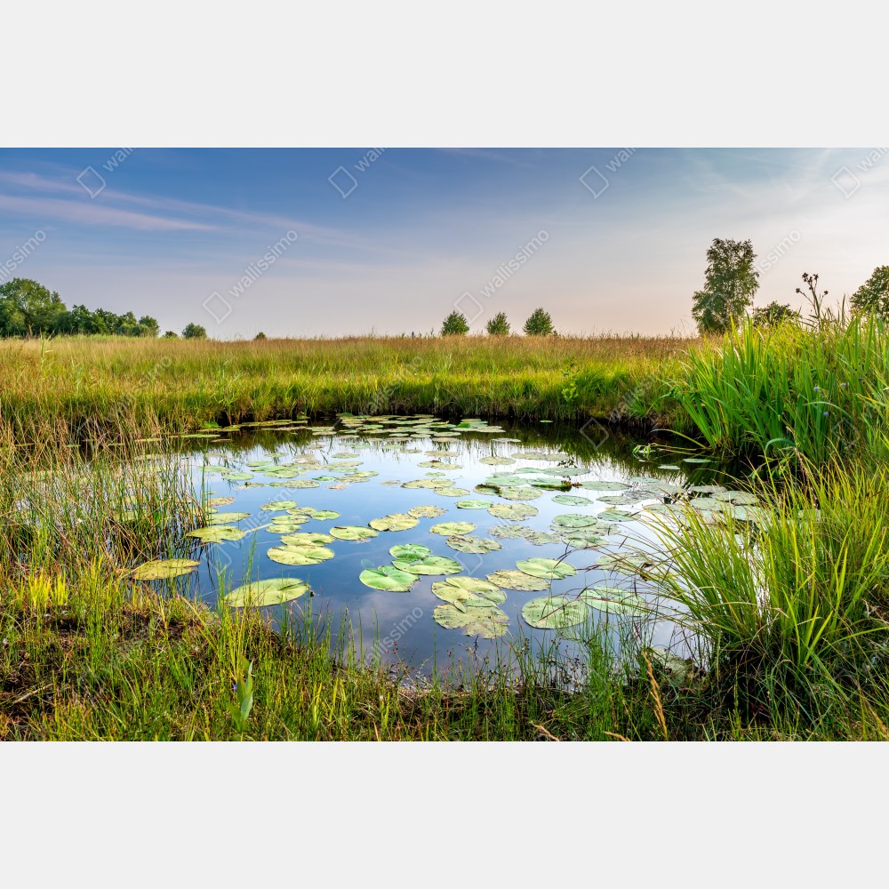 Plakat spokojny staw z grążelami na łące – Wallissimo® Plakat spokojny staw z grążelami na łące – Wallissimo®