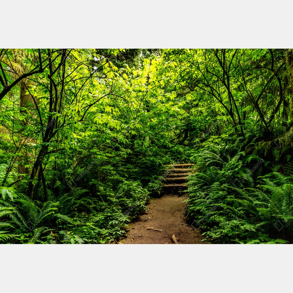 Plakat bujna leśna ścieżka – Wallissimo® Plakat bujna leśna ścieżka – Wallissimo®