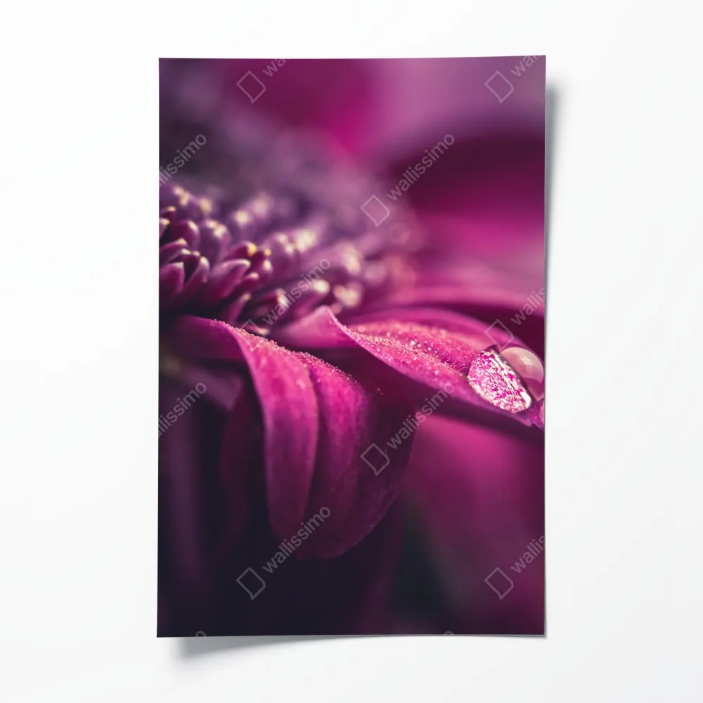 Plakat fioletowy makro kwiat z kroplą rosy – Wallissimo® Plakat fioletowy makro kwiat z kroplą rosy – Wallissimo®