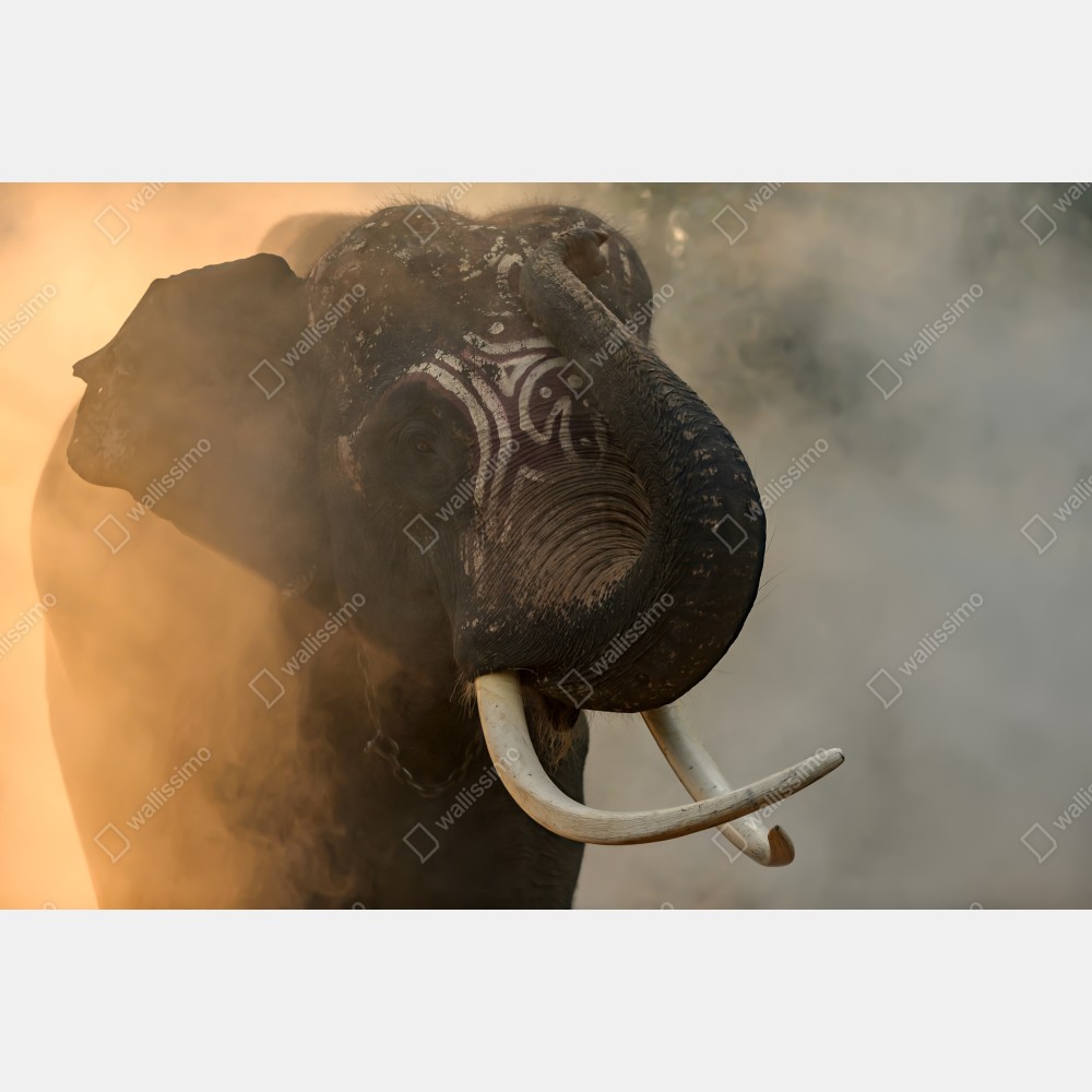 Plakat majestatyczny słoń z Tajlandii z kłami – Wallissimo® Plakat majestatyczny słoń z Tajlandii z kłami – Wallissimo®