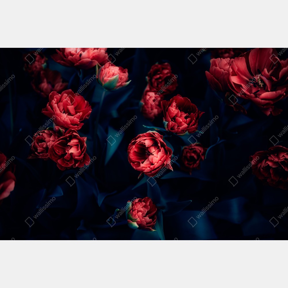 Plakat ponury bukiet czerwonych tulipanów – Wallissimo® Plakat ponury bukiet czerwonych tulipanów – Wallissimo®