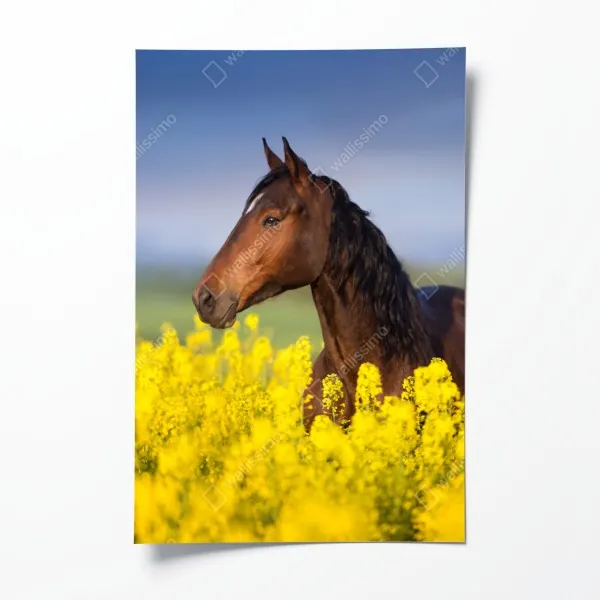 Plakat gniady koń na polu rzepaku