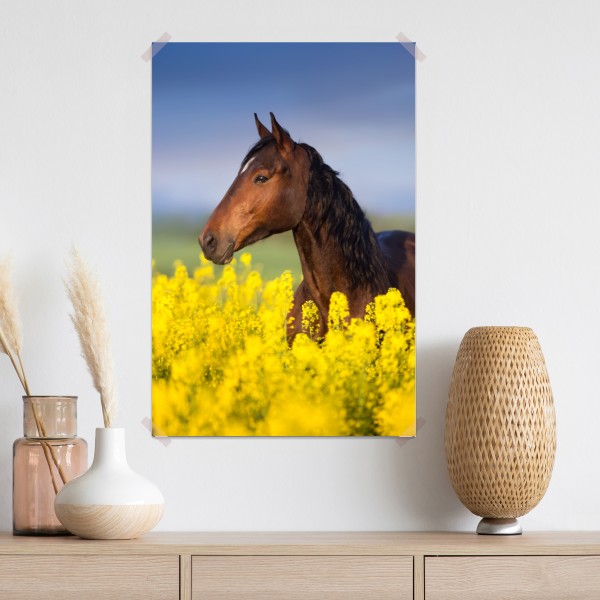 Plakat gniady koń na polu rzepaku – Wallissimo® Plakat gniady koń na polu rzepaku – Wallissimo®