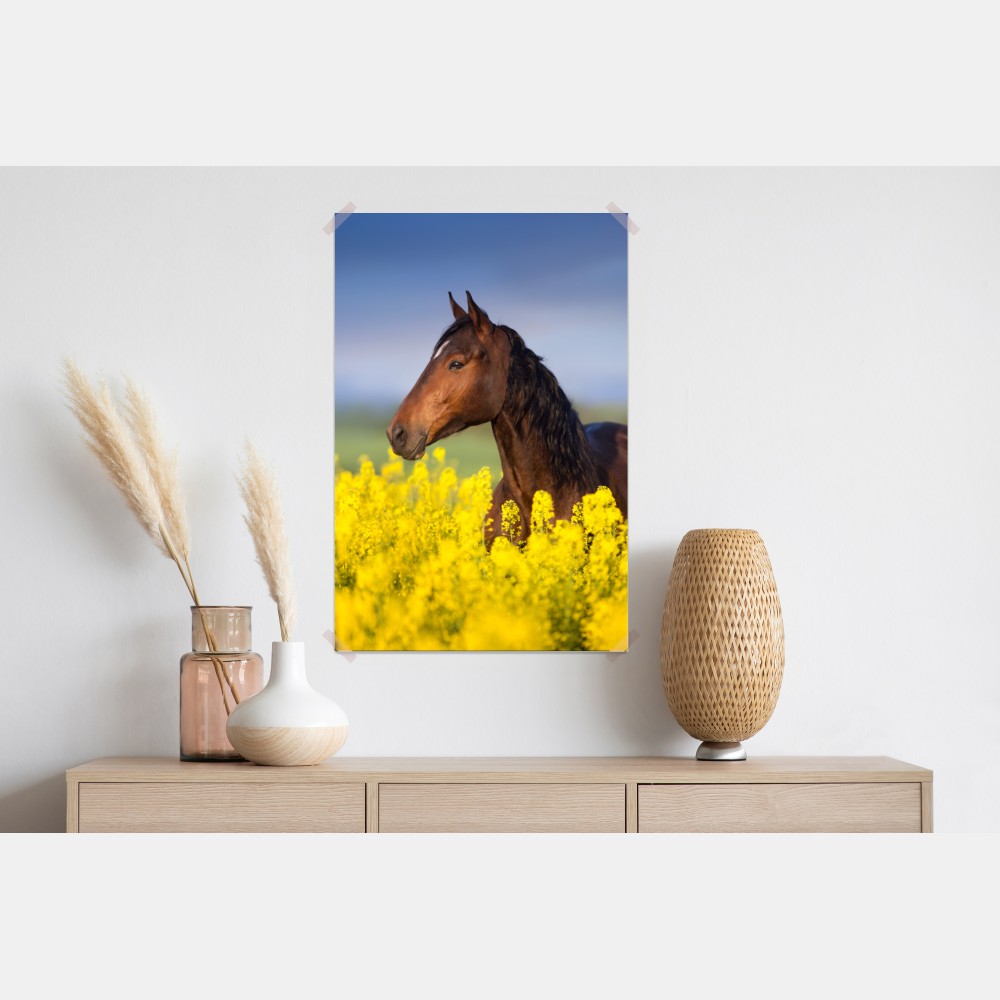 Plakat gniady koń na polu rzepaku – Wallissimo® Plakat gniady koń na polu rzepaku – Wallissimo®