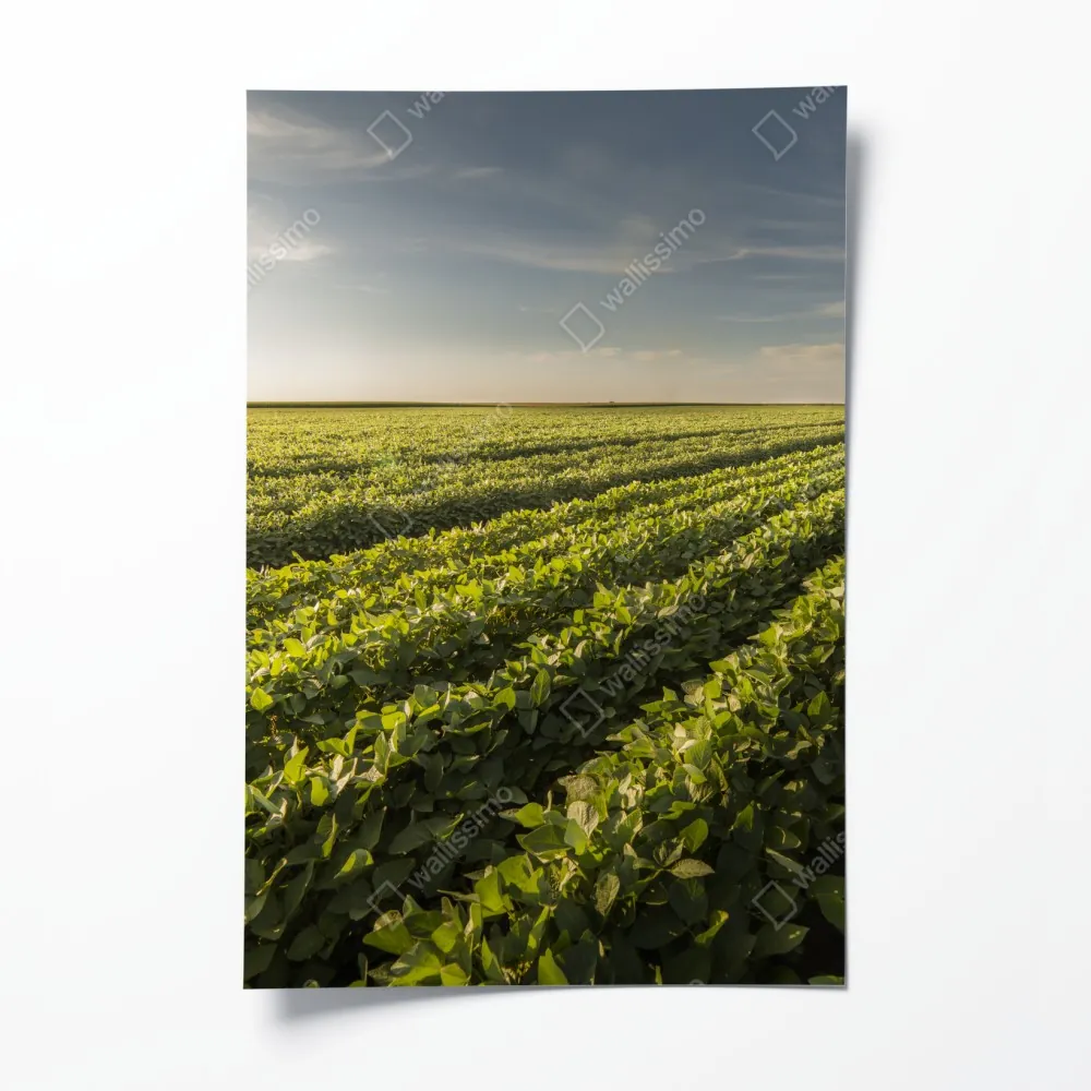 Plakat słoneczne pole soi o zmierzchu – Wallissimo® Plakat słoneczne pole soi o zmierzchu – Wallissimo®