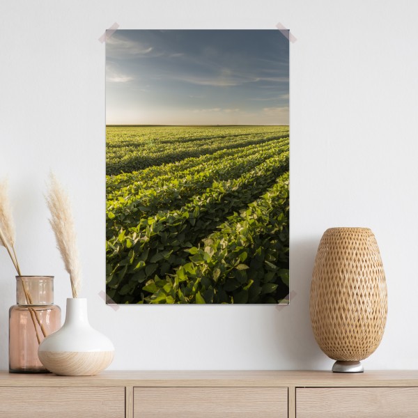 Plakat słoneczne pole soi o zmierzchu – Wallissimo® Plakat słoneczne pole soi o zmierzchu – Wallissimo®