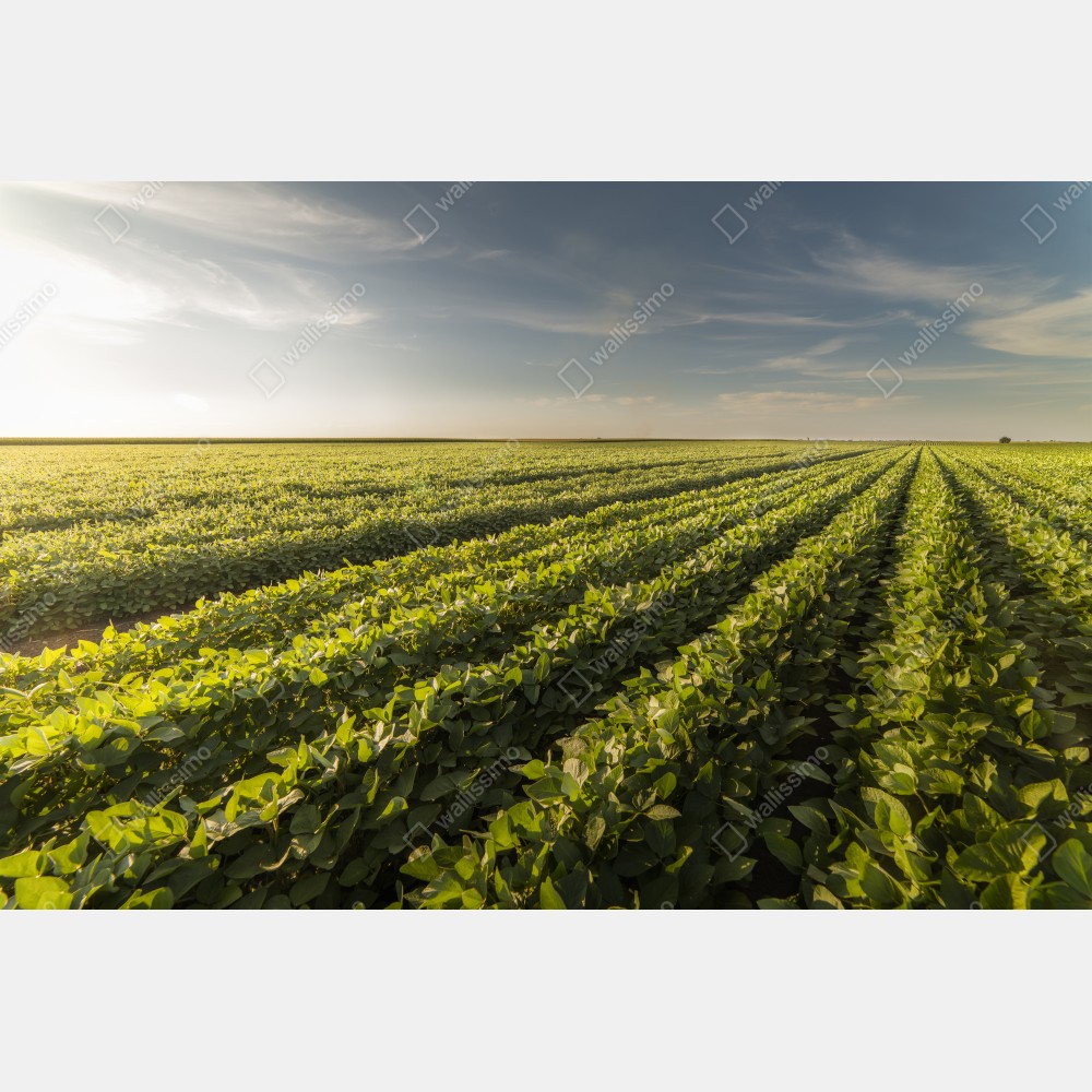 Plakat słoneczne pole soi o zmierzchu – Wallissimo® Plakat słoneczne pole soi o zmierzchu – Wallissimo®