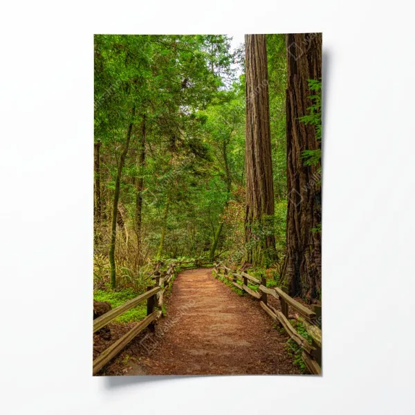 Plakat majestatyczna ścieżka w lesie sekwoi