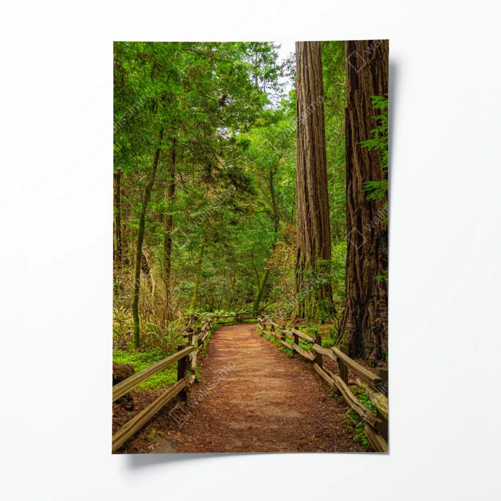 Plakat majestatyczna ścieżka w lesie sekwoi – Wallissimo® Plakat majestatyczna ścieżka w lesie sekwoi – Wallissimo®