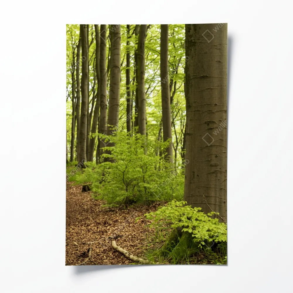 Plakat spokojna zielona ścieżka leśna – Wallissimo® Plakat spokojna zielona ścieżka leśna – Wallissimo®